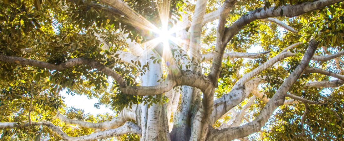 Consapevolezza e Responsabilità: I Pilastri del Mental Coaching